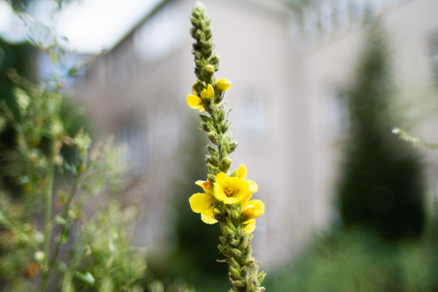 gelbe Blüte auf dem Campus