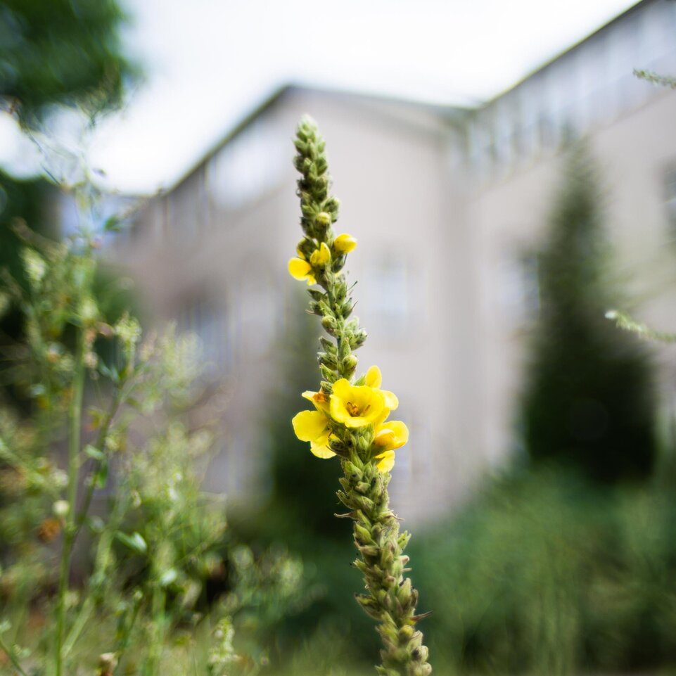 gelbe Blüte auf dem Campus