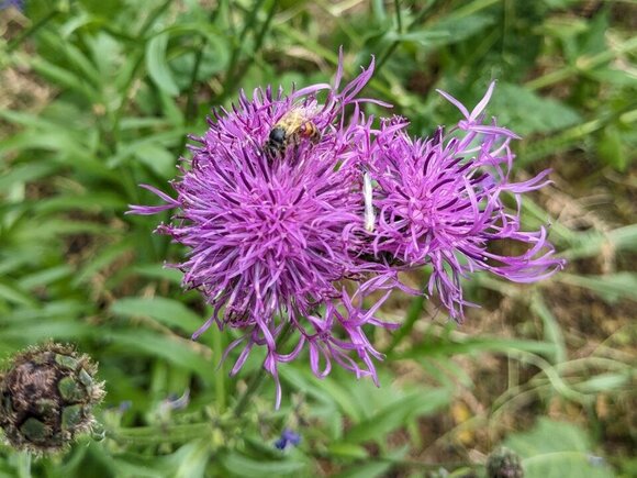 Symbolbild: Campusführung grüner Hochschulort, Insekt krabbelt auf lilafarbener Blüte