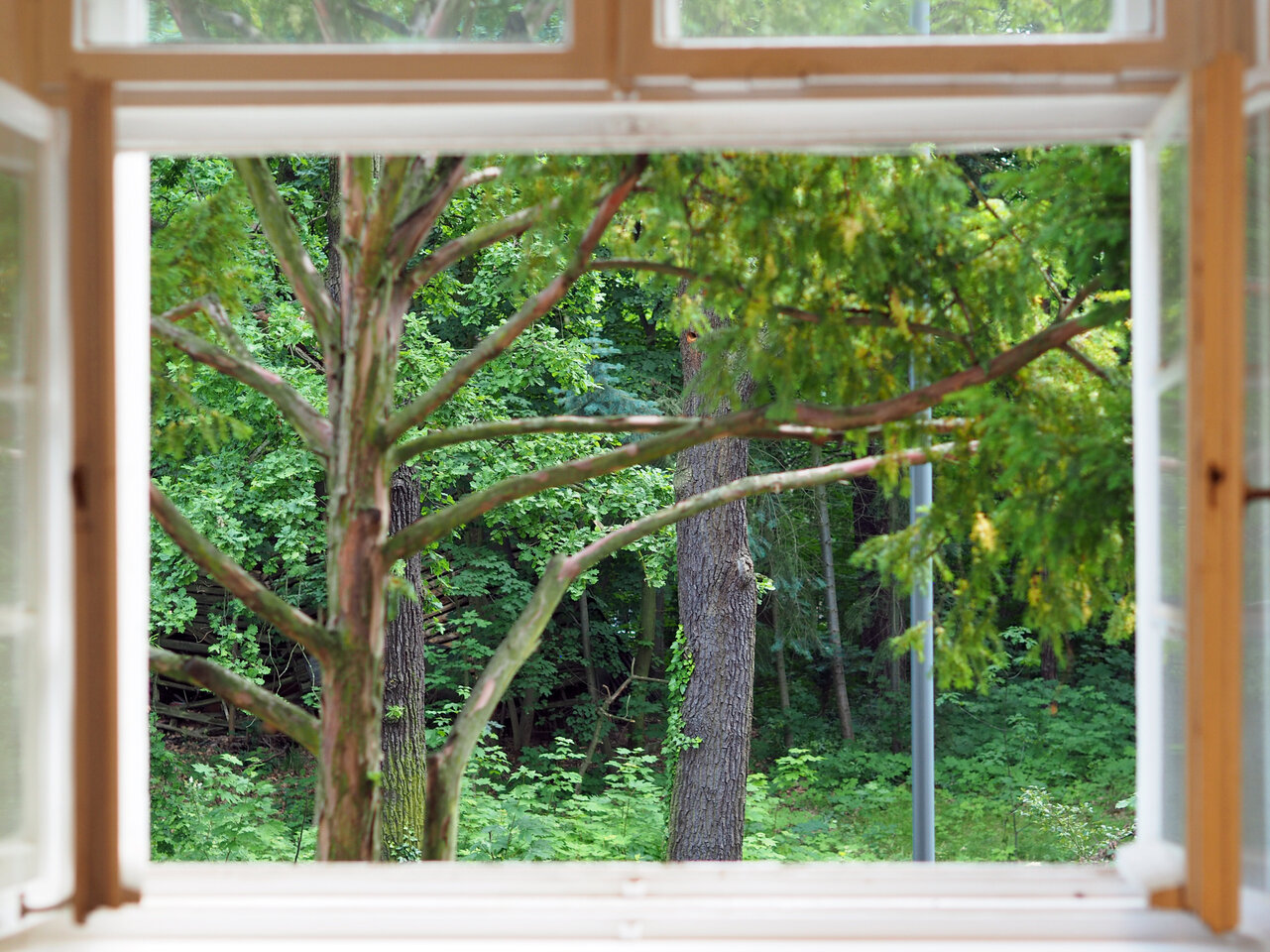 Blick aus dem Fenster auf Pflanzen und Bäume.