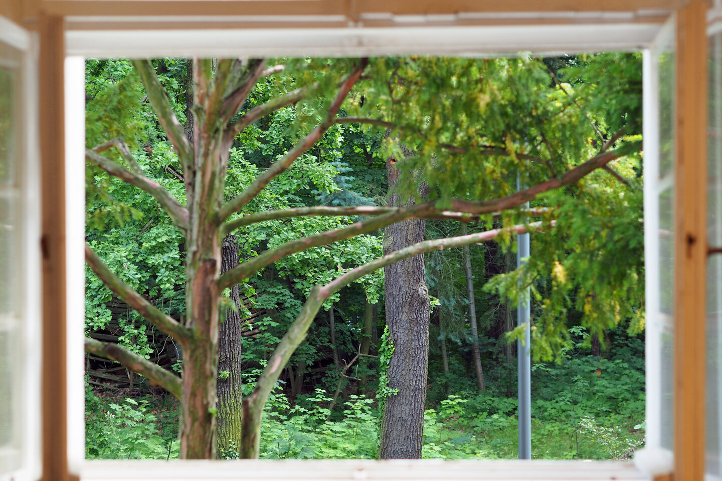 Blick aus dem Fenster auf Pflanzen und Bäume.