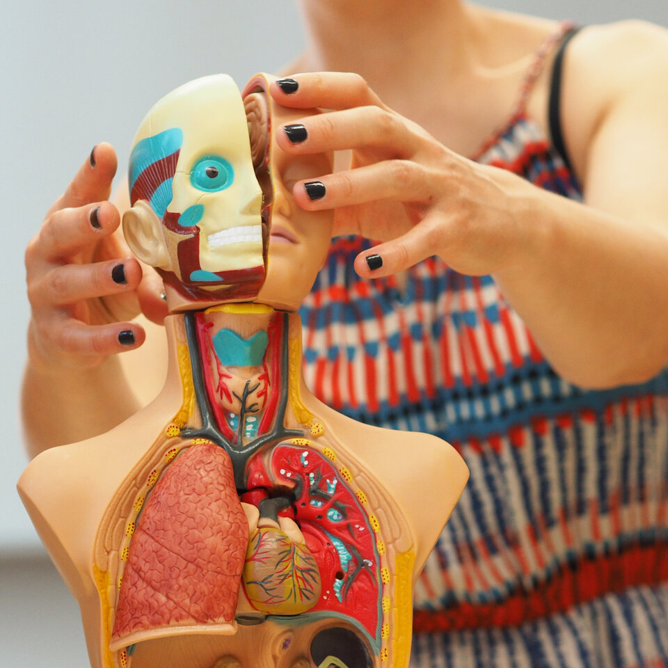 Person berührt eine anatomische Schaufigur eines Rumpfes