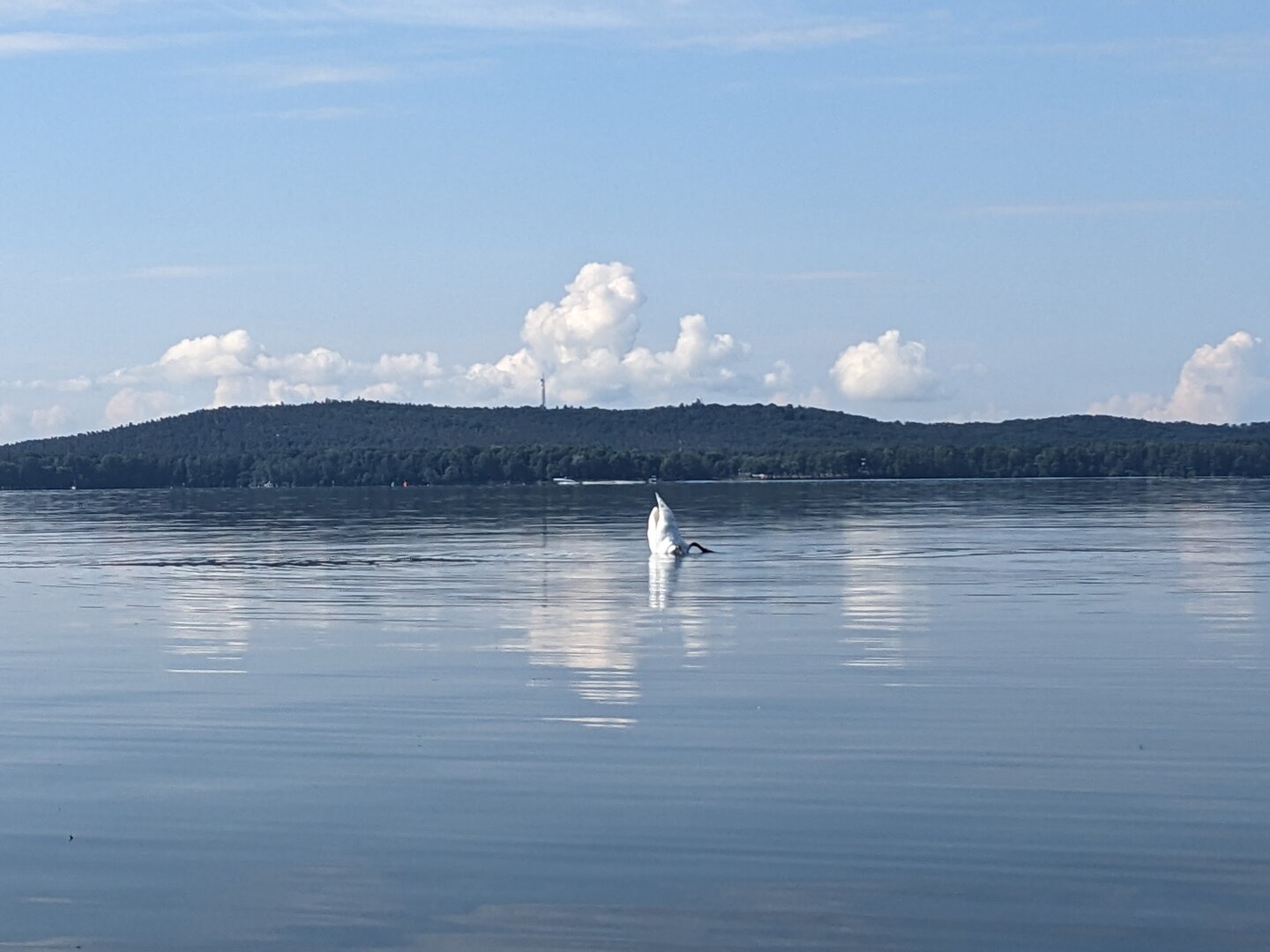 Müggelsee mit tauchendem Schwan