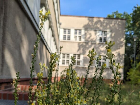 Leinkraut am Eingang der KHSB