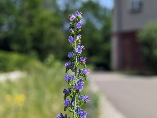 Blüte auf dem KHSB-Campus