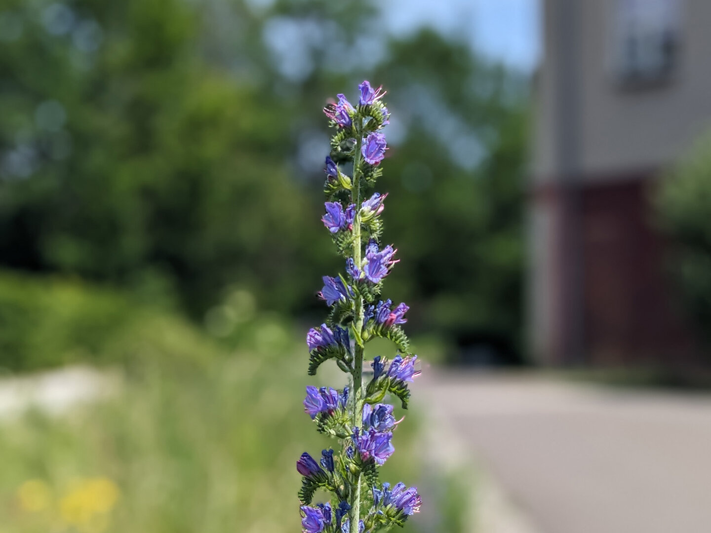 Blüte auf dem KHSB-Campus