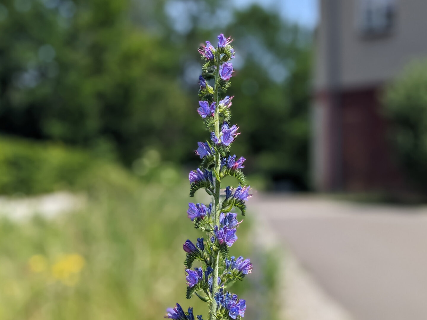 Blüte auf dem KHSB-Campus